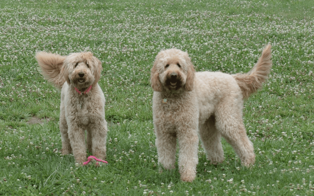 Heat, Humidity, & Dogs